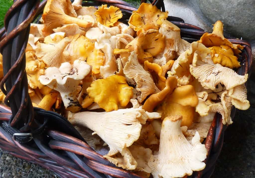 harvested chanterelles