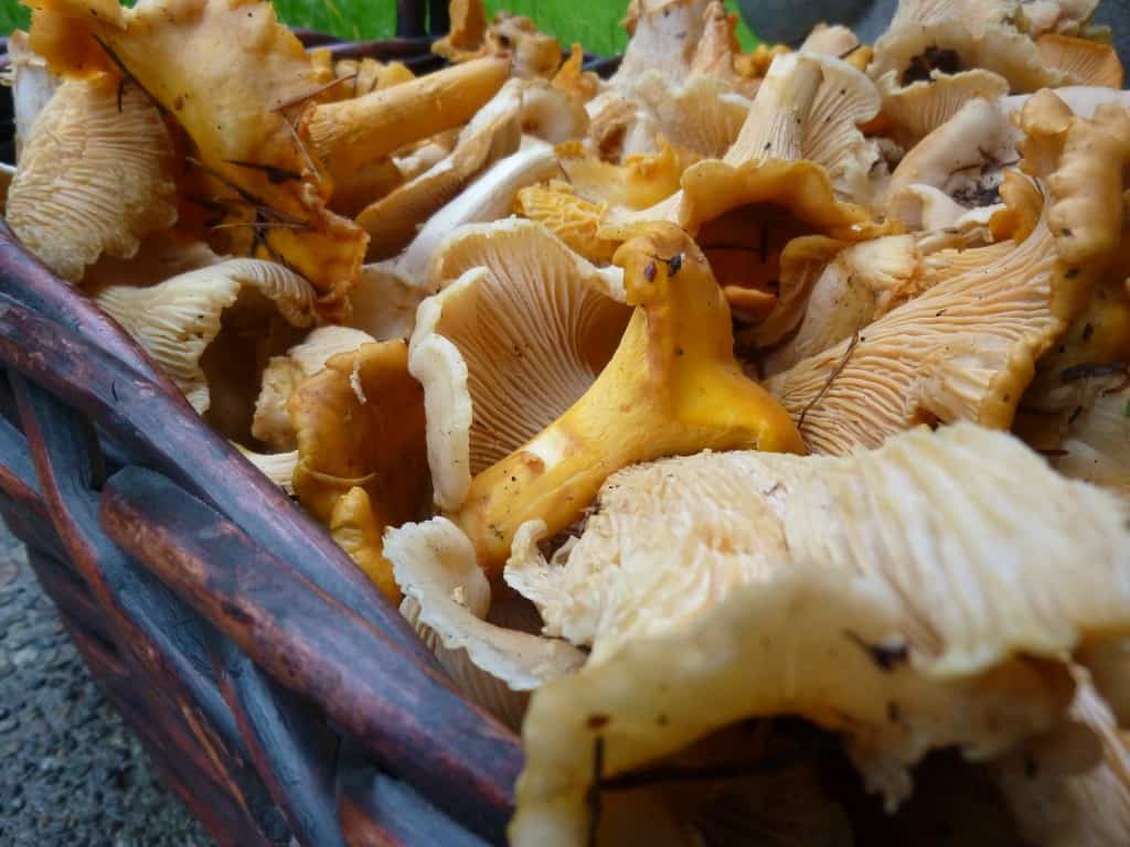 Basket of Chanterelles