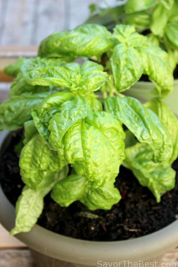 Basil-1