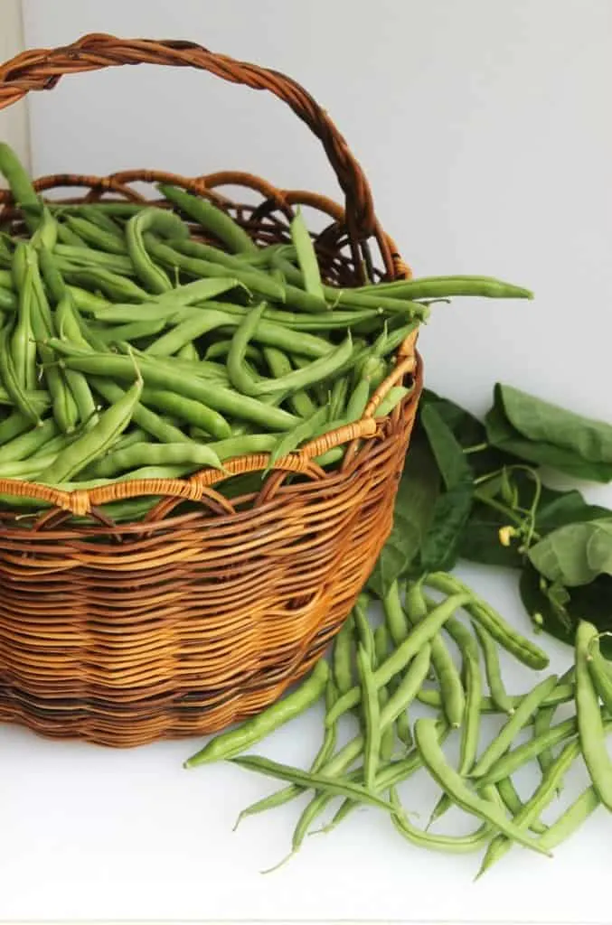 Fresh green beans in a basket. 