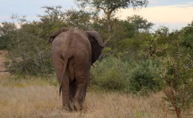 elephant walking away