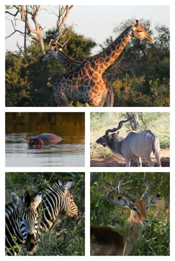 collage of giraffes, hippo, kudu, zebra and impala