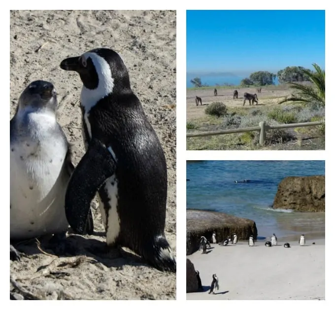 penguins and baboons along the coastline