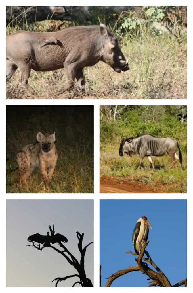 The ugly five South African Safari Animals