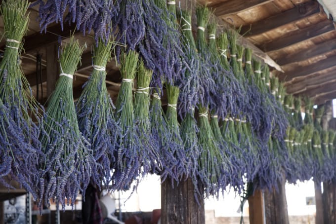 lavender hanging out to dry