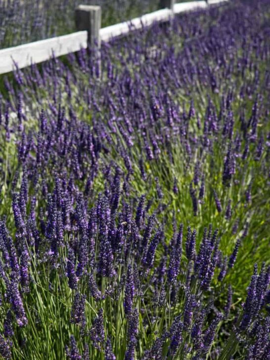 lavender field at the Sequim lavender festival