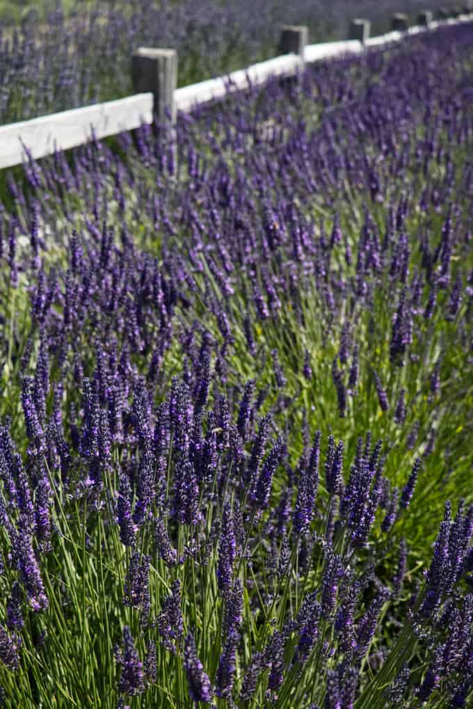 lavender field at the Sequim lavender festival