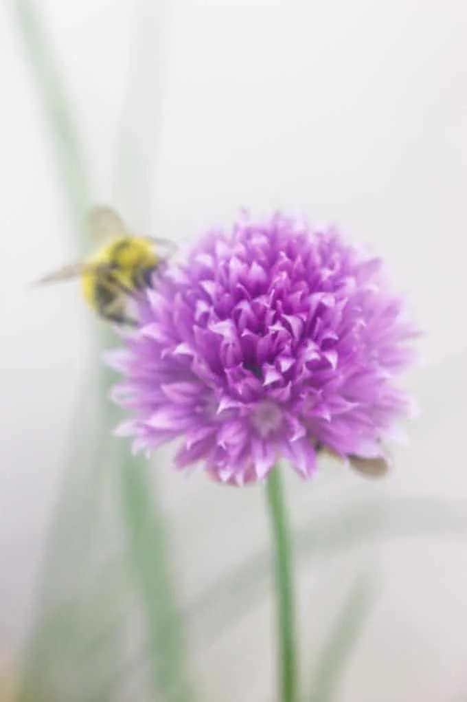 Chive blossom with bee