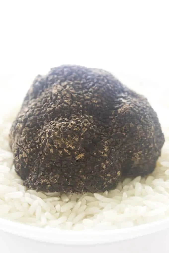 Large Oregon Black Truffle sitting in uncooked rice