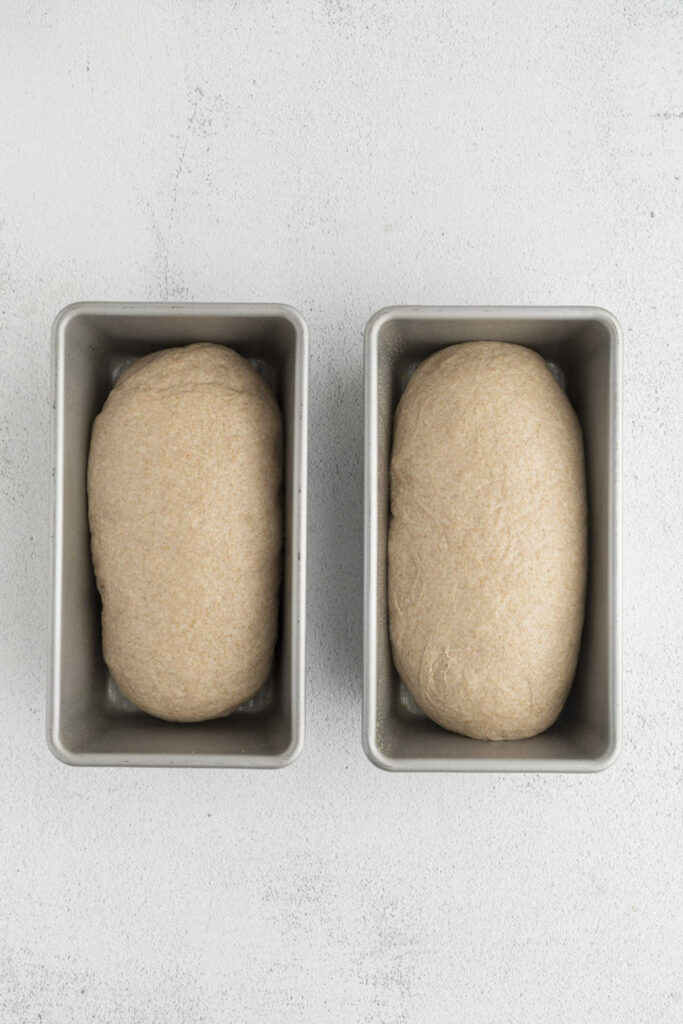 Two loaf pans with shaped bread dough ready for the final proof.